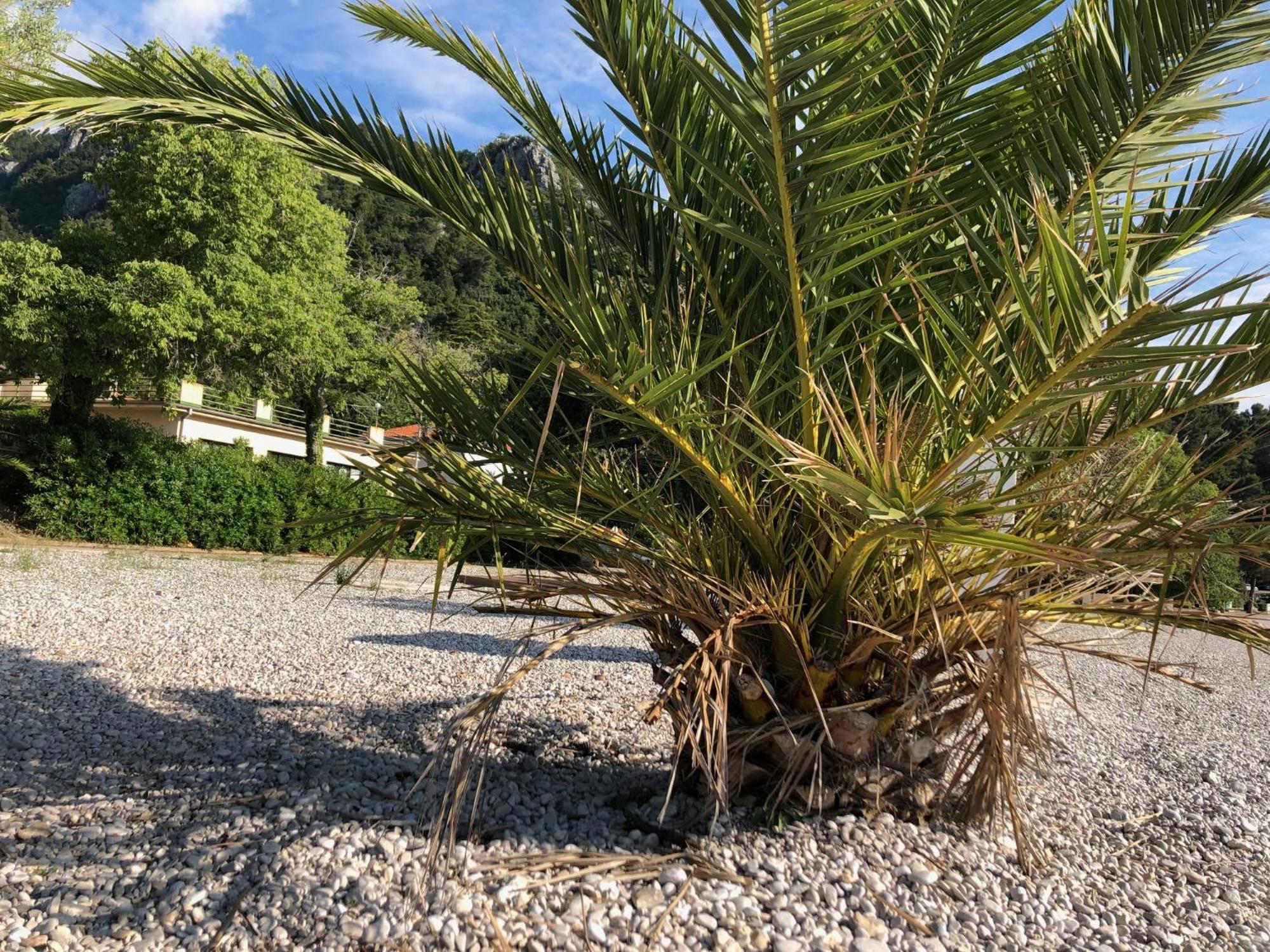 Villa Sabine Apartment Losinj 密德维亚 外观 照片